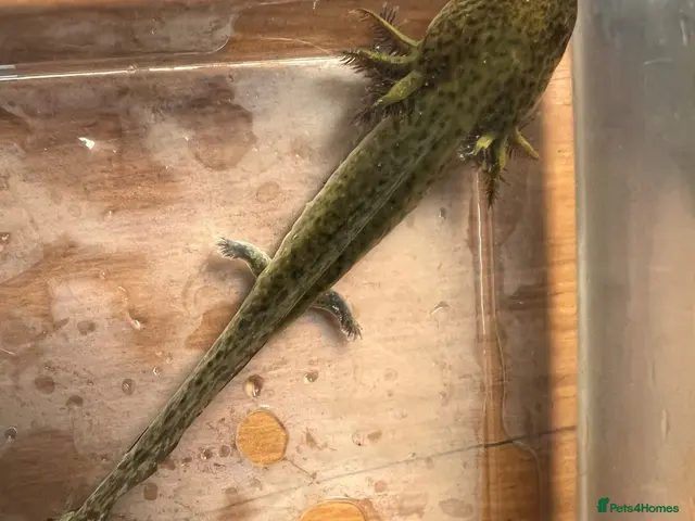 Axolotl reptiles for sale: Baby Axolotls - Advert 2