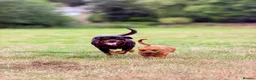 Mixed Breed dogs for sale: Due to time wasters I have 1 female  - Advert 1