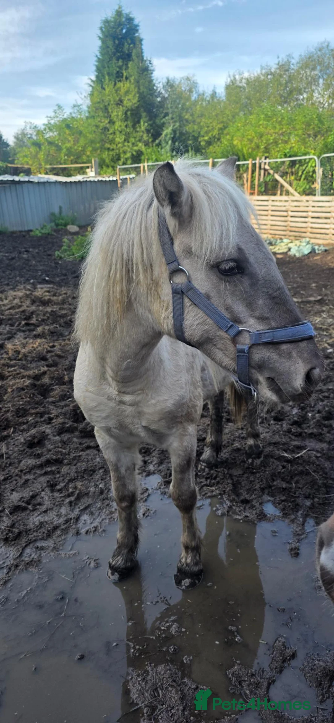 Highland horses for sale: Highland Yearling filly  - Advert 4