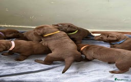 Labrador Retriever dogs for sale: KC SILVER/CHOCOLATE PEDIGREE LABRADOR PUPIES - Image 13