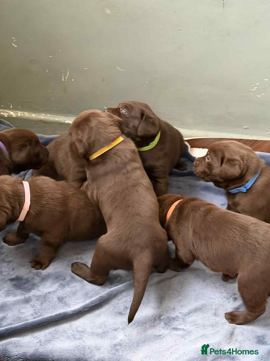 Labrador Retriever dogs for sale: KC SILVER/CHOCOLATE PEDIGREE LABRADOR PUPIES - Image 13