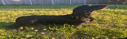 Miniature Dachshund dogs for stud: Black and Tan brindle - Miniature longhair STUD in Manchester - Advert 10