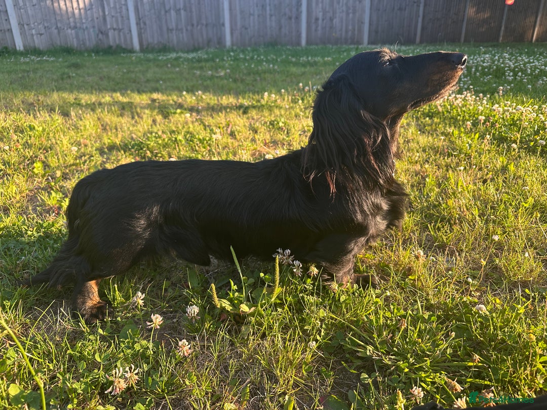 Miniature Dachshund dogs for stud: Black and Tan brindle - Miniature longhair STUD in Manchester - Advert 10