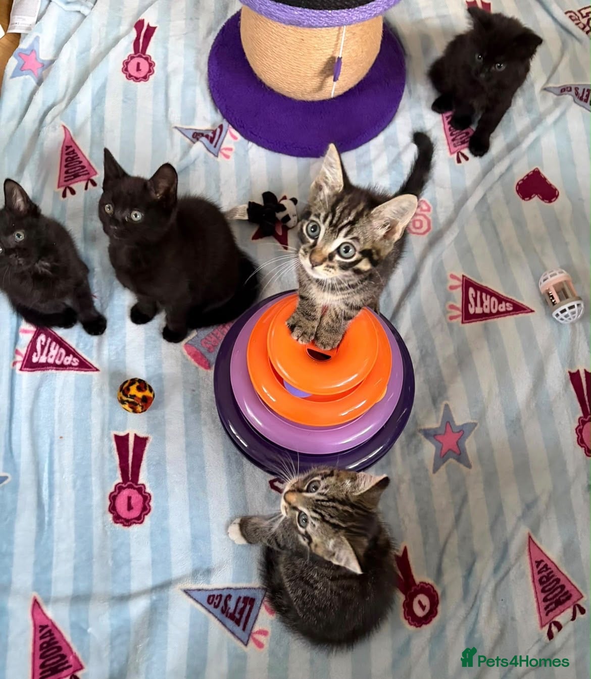 Mixed Breed cats for sale: 5 Beautiful kittens for sale - Advert 5