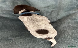 German Shorthaired Pointer dogs for sale: Pure GSP Puppies For Sale - Image 13