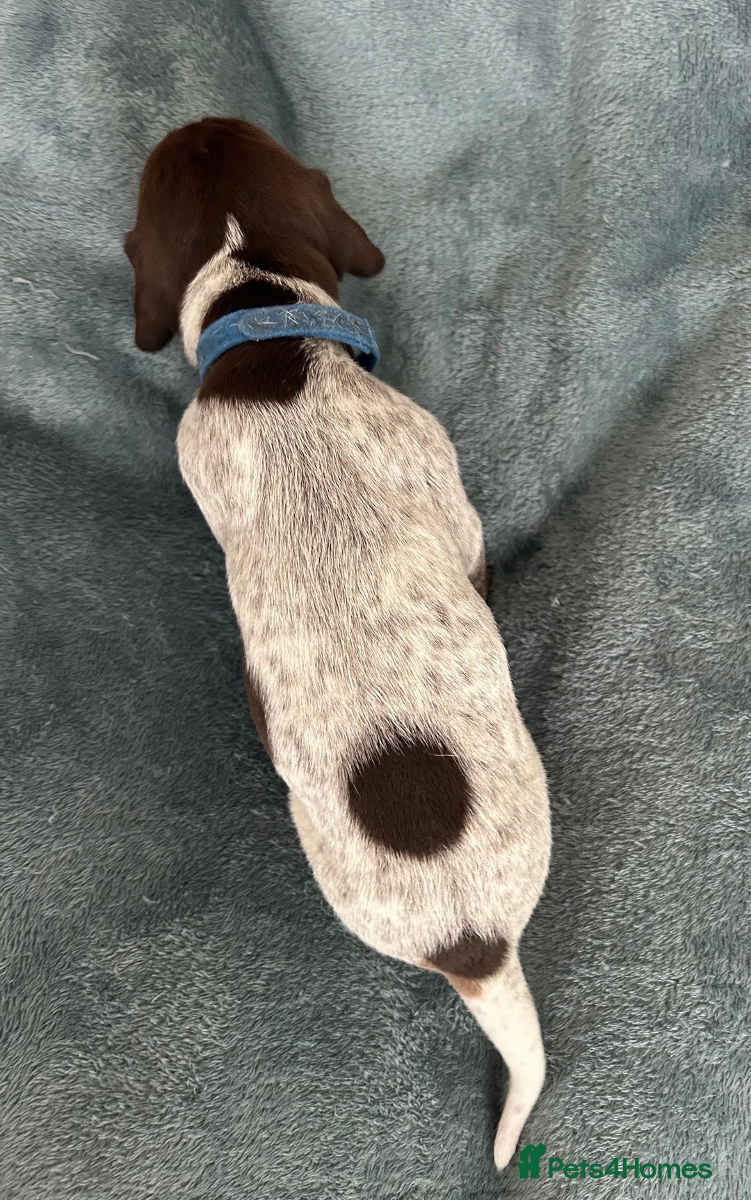 German Shorthaired Pointer dogs for sale: Pure GSP Puppies For Sale - Image 13