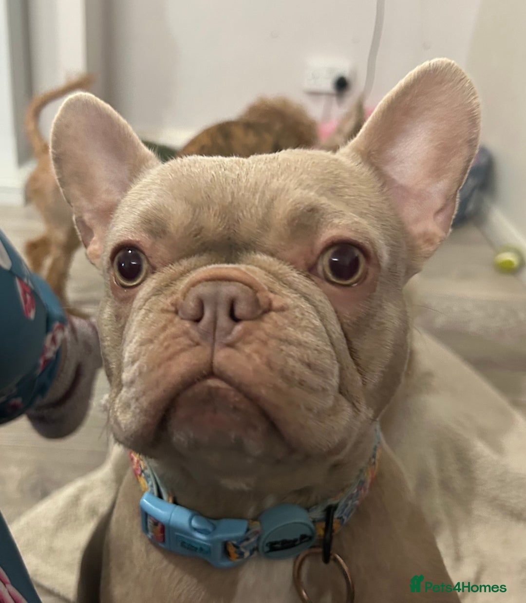 French Bulldog dogs for sale: Kc reg , PRADA tiny new shade Isabella frenchie  - Advert 3