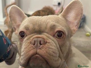 French Bulldog dogs Kc reg , PRADA tiny new shade Isabella frenchie - Advert 15