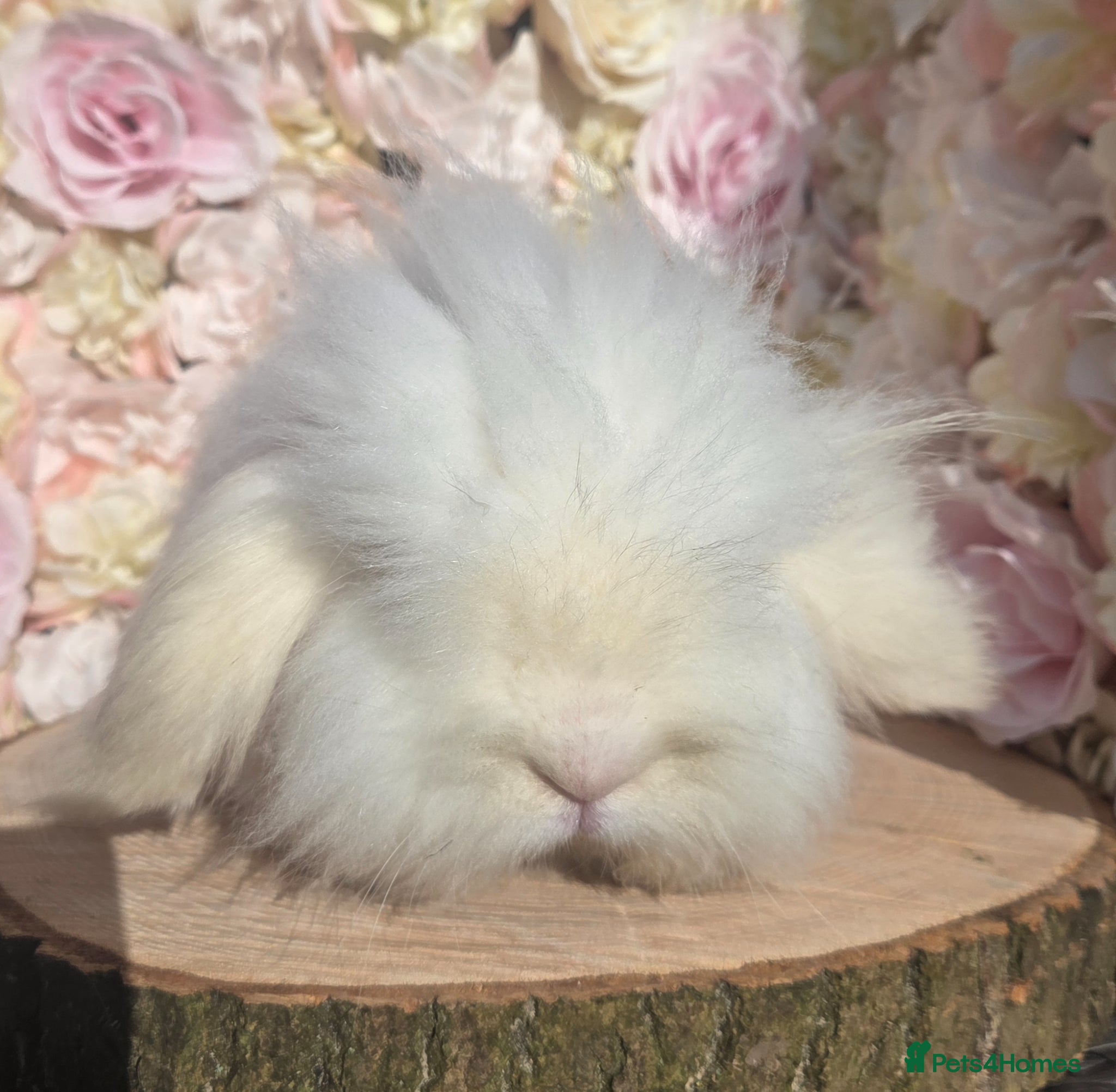 Angora rabbits for sale: Teddywidders - Advert 33