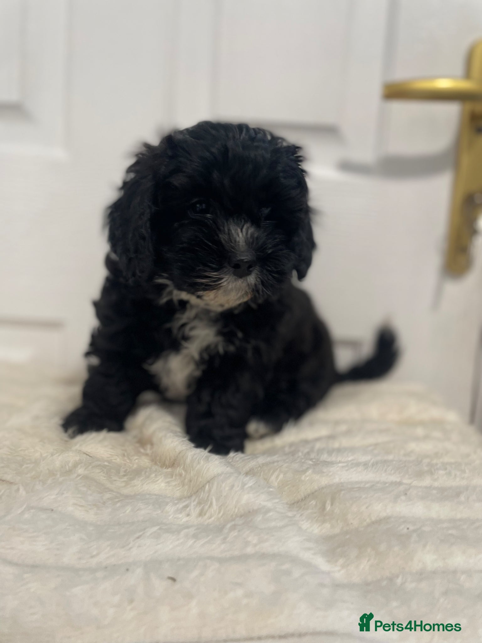 Shihpoo dogs Shihpoo pups DNA health tested dad - Advert 3