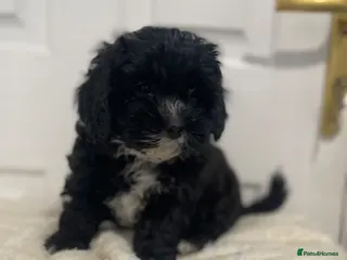 Shihpoo dogs Shihpoo pups DNA health tested dad - Advert 3