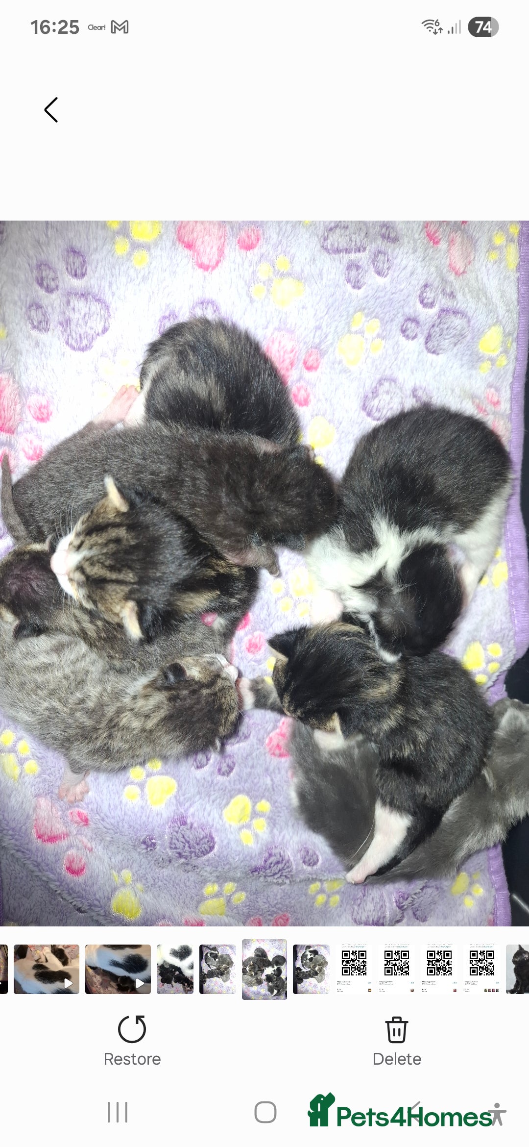 Mixed Breed cats for sale: Mixed colour kittens  - Image 8