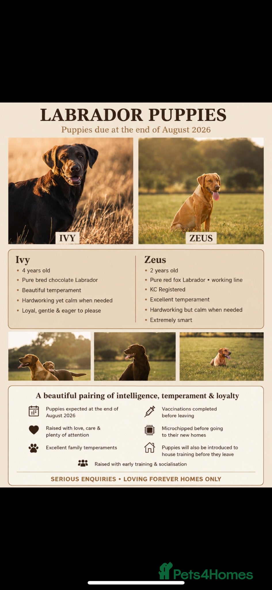 Labrador Retriever dogs Labrador Puppies coming soon!! - Advert 1