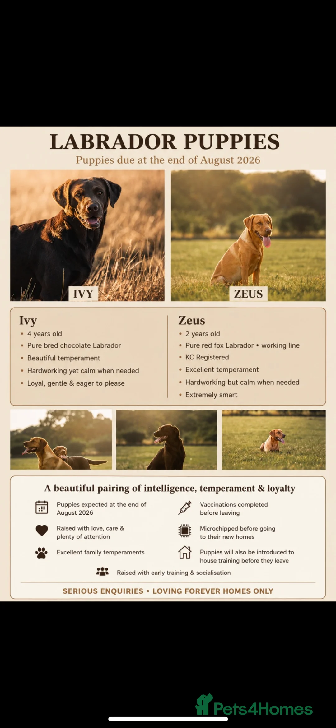Labrador Retriever dogs for sale: Labrador Puppies coming soon!! - Advert 1