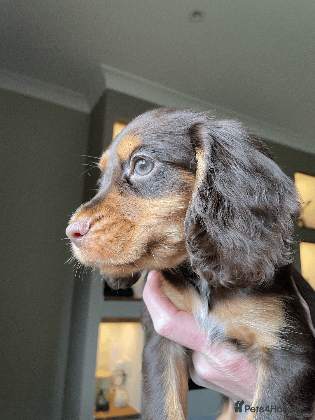 Cocker Spaniel dogs for sale: Cocker Spaniel Pups Outstanding Pedigree Lines! - Advert 18