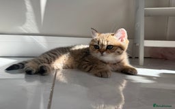 British Shorthair cats for sale: SOLD Sired by Champion FIFE dad -  Golden BSH - Image 27