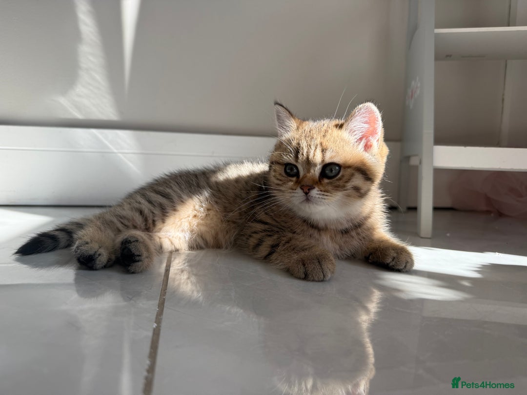 British Shorthair cats for sale: SOLD Sired by Champion FIFE dad -  Golden BSH - Image 27