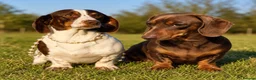 Miniature Dachshund dogs for sale: KC boy and girl  - Advert 1