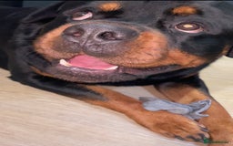 Rottweiler dogs for sale: Looking for new home  - Image 4