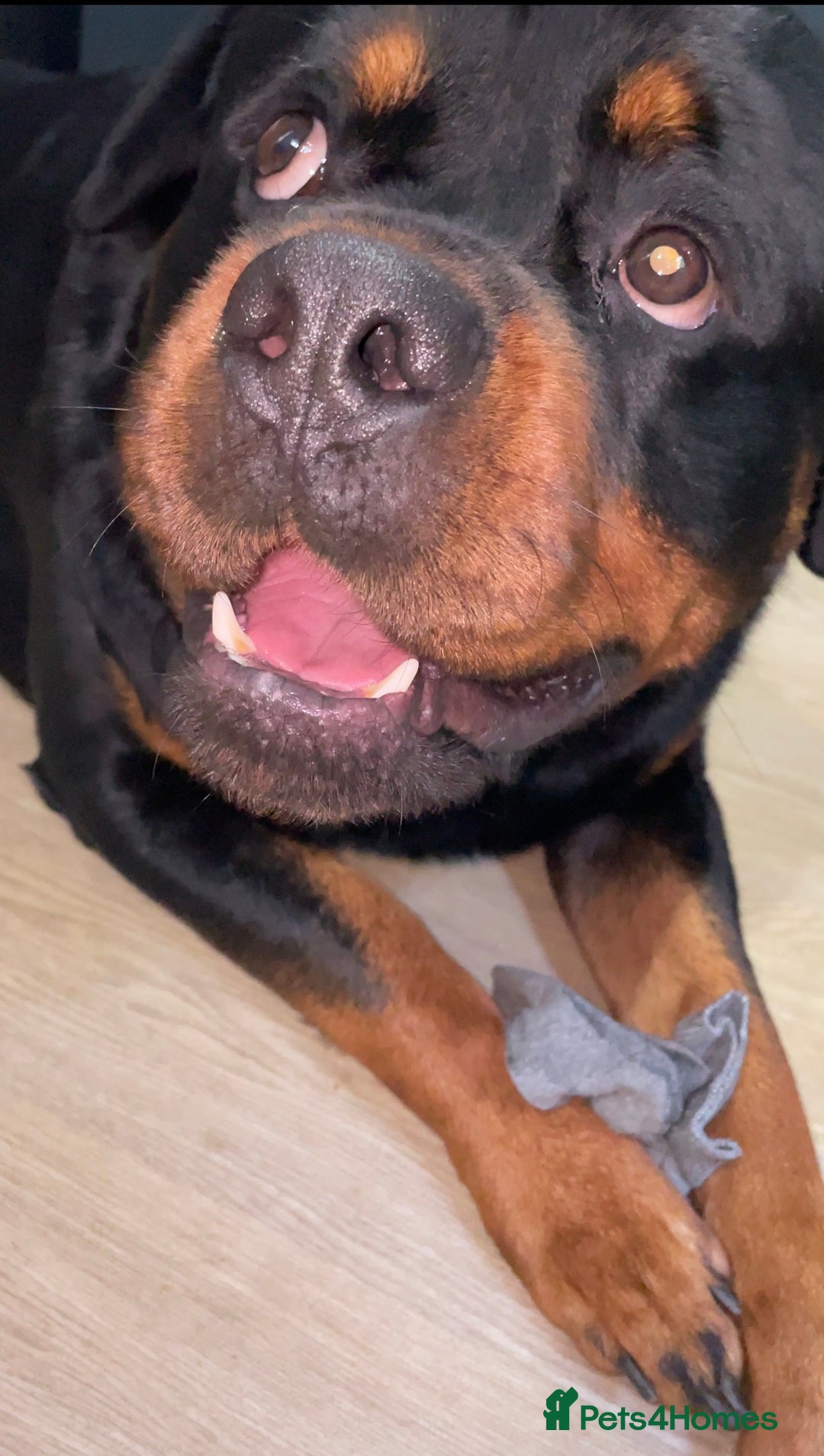 Rottweiler dogs for sale: Looking for new home  - Image 4