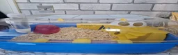 Mouse rodents for sale: 2 mice, one black, one white. 6m old - Advert 7