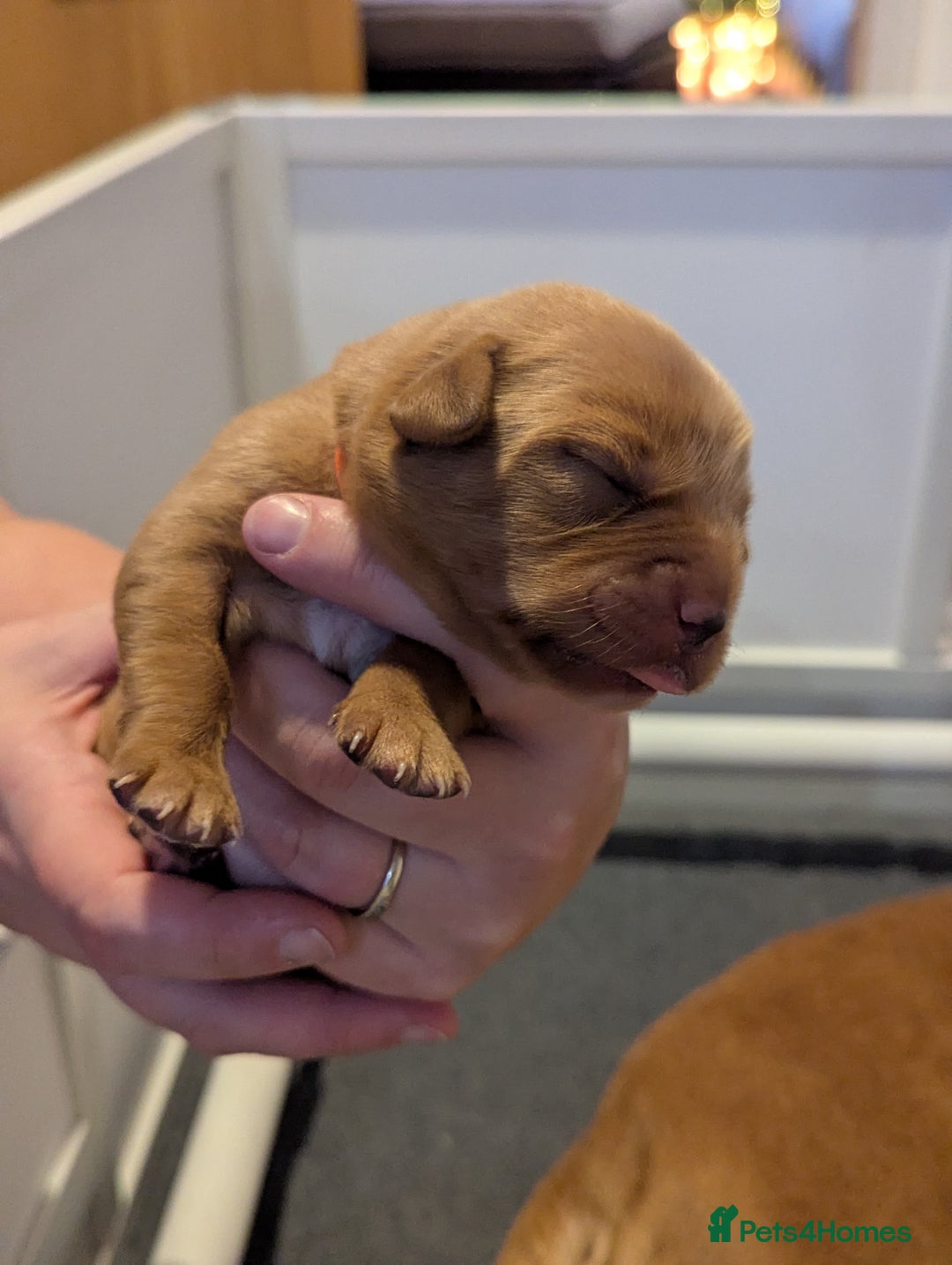 Labrador Retriever dogs for sale: Fox Red Working Labrador Retriever Puppies - Advert 11