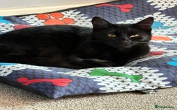 Mixed Breed cats for sale: Evie 2 years old - Image 2