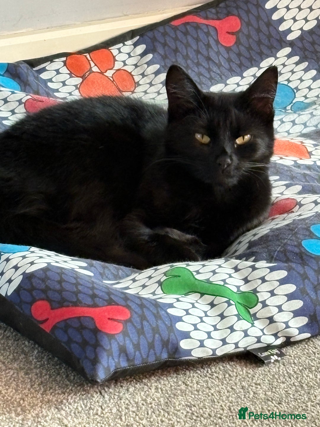 Mixed Breed cats for sale: Evie 2 years old - Image 2