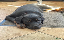 Mixed Breed dogs for sale: Rottweiler mix - Image 7