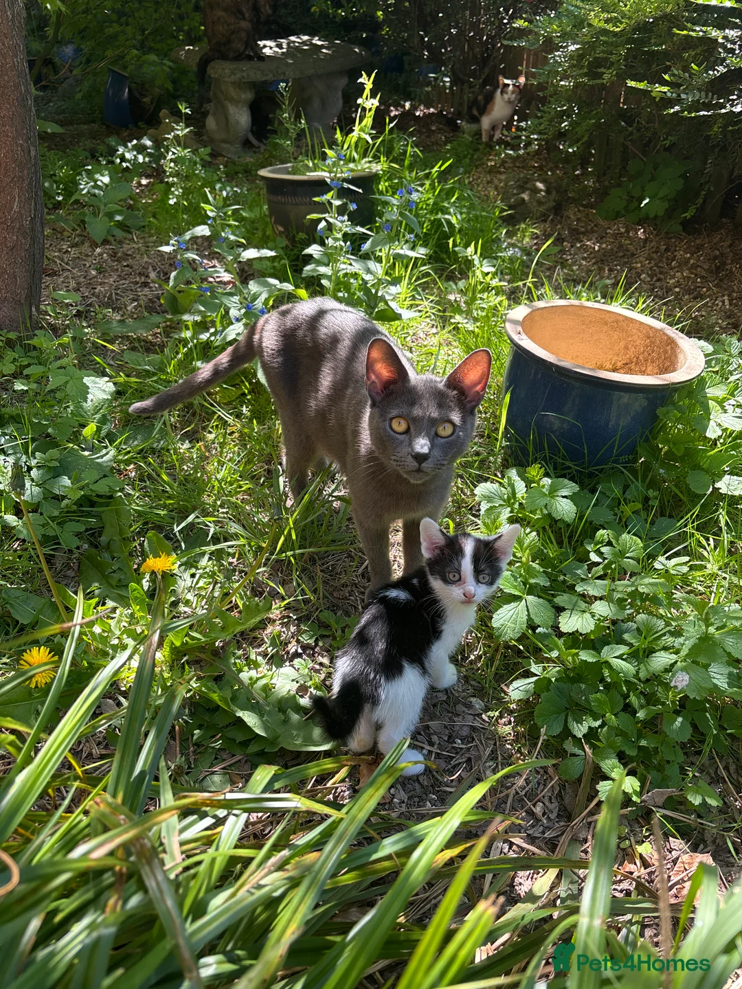 Mixed Breed cats for sale: Black and white kittens - must go together in Midhurst - Advert 1