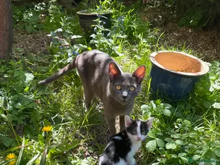 Mixed Breed cats Black and white kittens - must go together - Advert 2