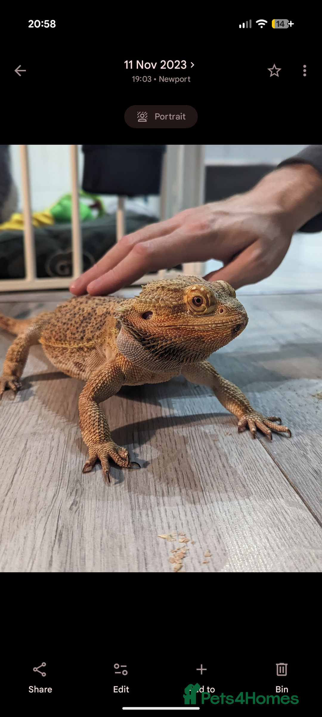 Bearded Dragon reptiles for sale: Bearded dragon & vivarium/unit  - Advert 2