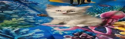 Ragdoll cats for sale: PET OR ActiveTicaHCM,PKD Certyficate,Championship  - Advert 5