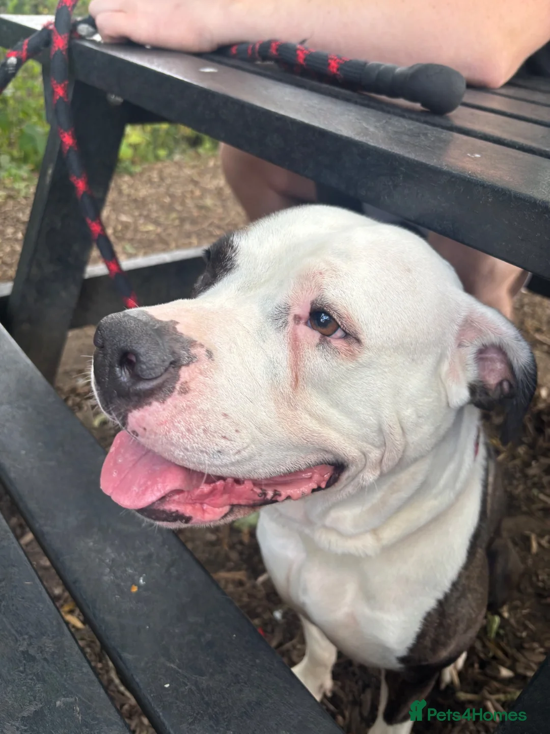 American Bulldog dogs for sale: Juno-American Bulldog - Advert 3