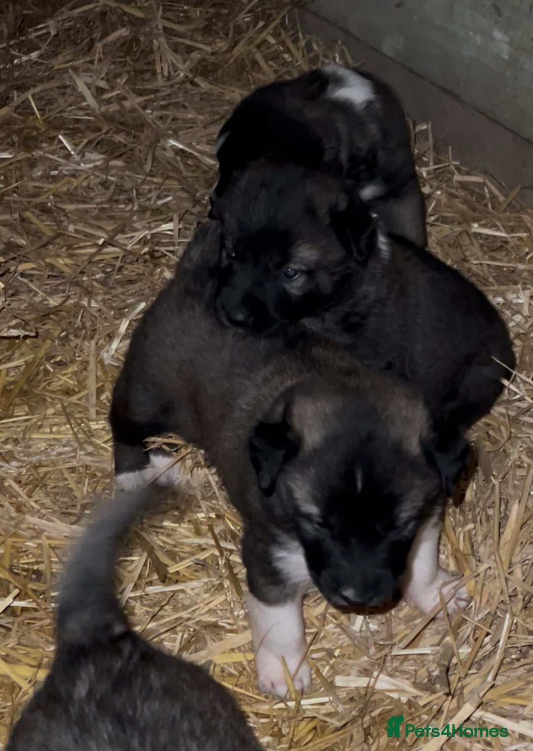 Mixed Breed dogs for sale: Turkish kangal x Caucasian pups  - Advert 9