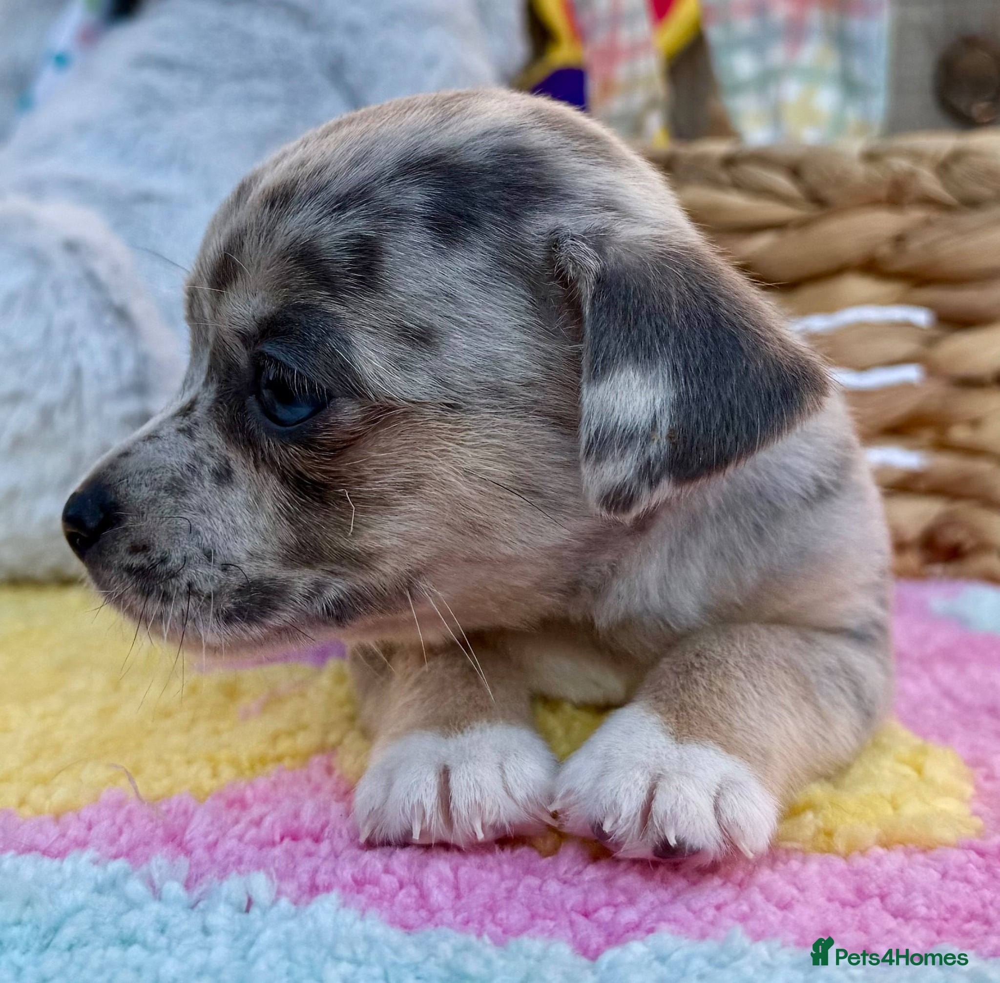 Jack Russell dogs Merle, blue and lilac Jack Russell pups  - Advert 1