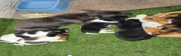 Mixed Breed dogs for sale: King Charles Cavalier x  - Advert 12