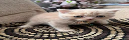 British Shorthair cats for sale: 😻CREAM & RED COLOUR KITTENS 😻 - Advert 9