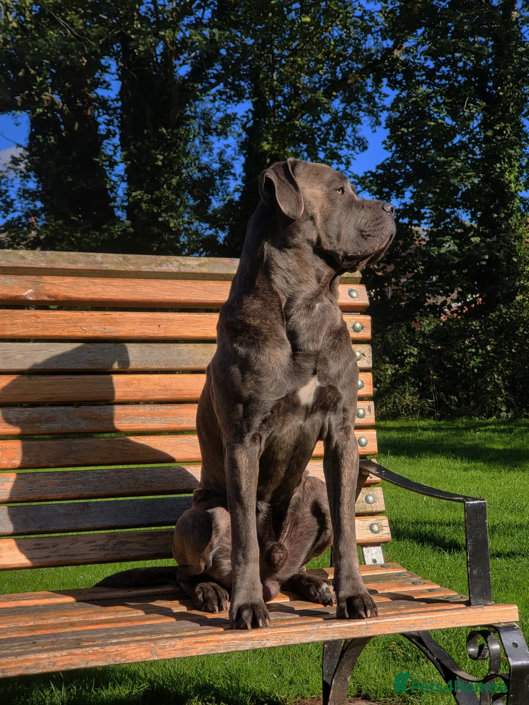 Cane Corso dogs for stud: 3 year old canecorso up for stud - Advert 1