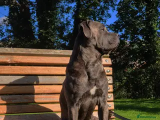 Cane Corso dogs 3 year old canecorso up for stud - Advert 1