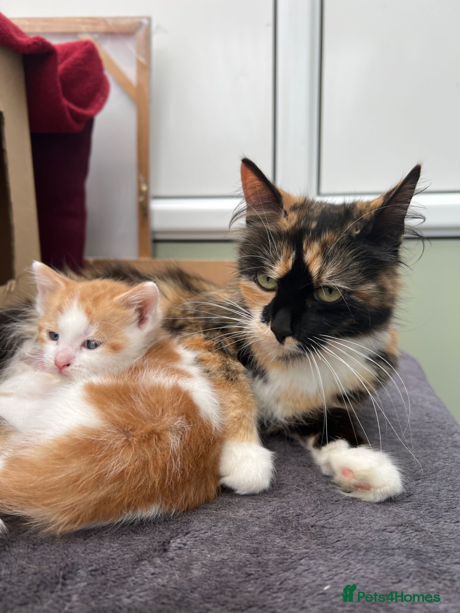Mixed Breed cats  Beautiful Playful Kittens Ready for reservations  - Advert 1