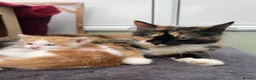 Mixed Breed cats for sale:  Beautiful Playful Kittens Ready for reservations  - Advert 1