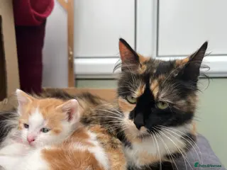 Mixed Breed cats Beautiful Playful Kittens Ready for reservations - Advert 6