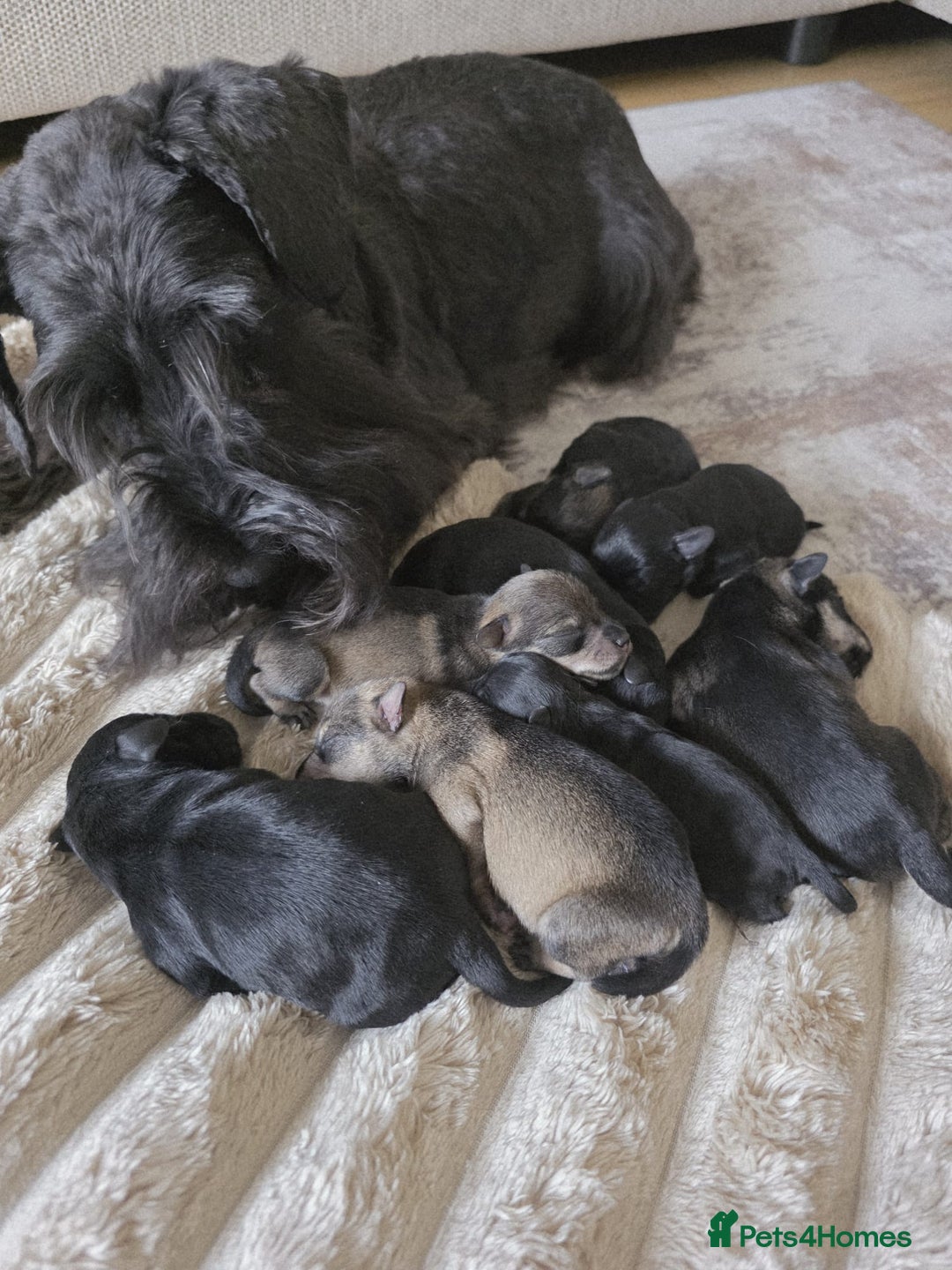 Miniature Schnauzer dogs for sale: Outstanding Miniature Schnauzer Puppies  - Advert 3