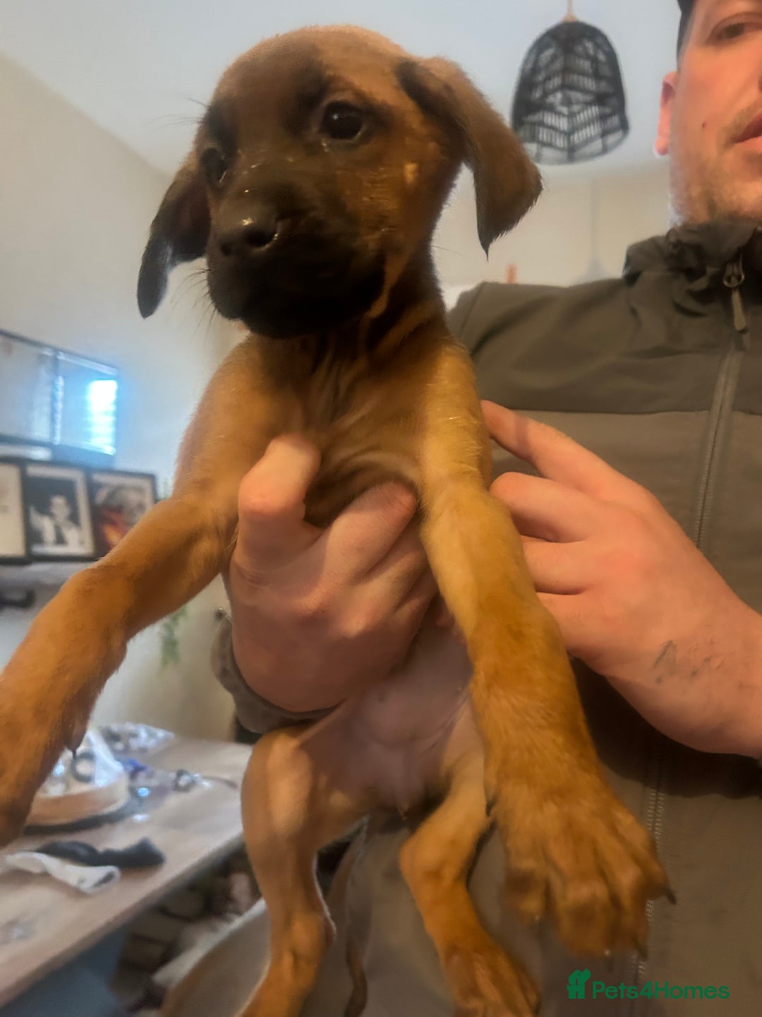 Mixed Breed dogs for sale: Doberman x cane corso  - Advert 29