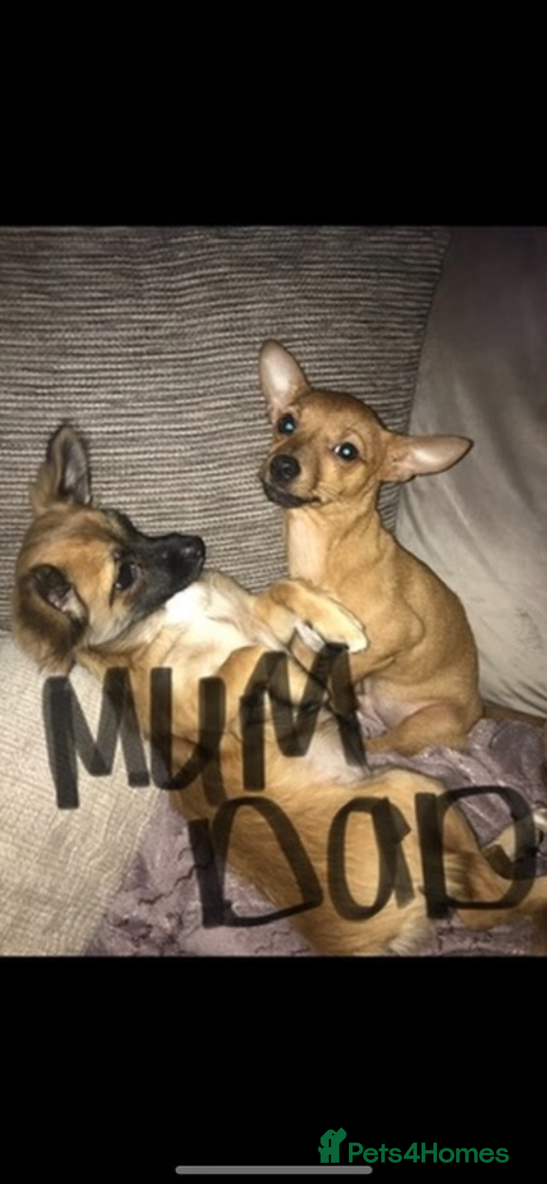 Mixed Breed dogs for sale: Three Pomeranian Chihuahua  - Image 12