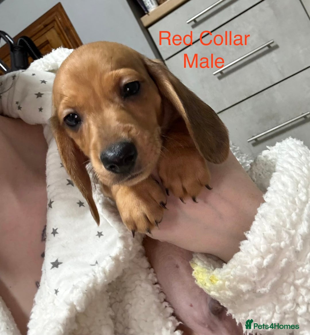 Miniature Dachshund dogs for sale: Miniature Dachshund Puppies💕 - Advert 33
