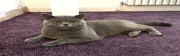 British Shorthair cats for sale: Beautiful British Short Hair - Advert 5