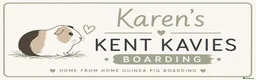 Guinea Pig rodents for sale: Guinea pig boarding in Herne bay - Advert 1