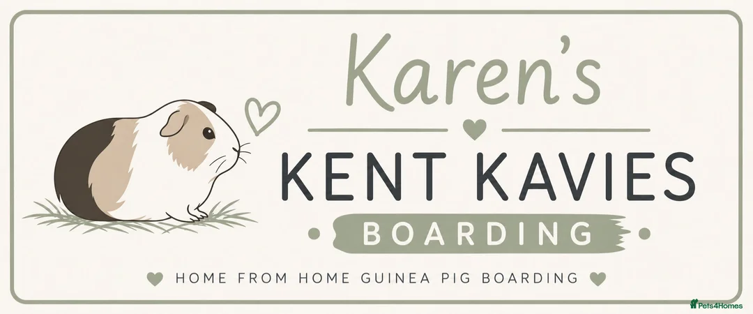 Guinea Pig rodents for sale: Guinea pig boarding in Herne bay - Advert 1